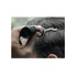Just For Men Shampoo Colorante férfi hajszínező gél, fekete H-55
