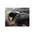 Just For Men Shampoo Colorante férfi hajszínező gél, középbarna H-35